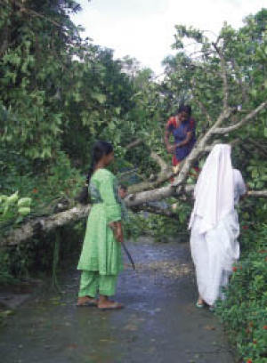 Cleaning up after the Cyclone (photo Liz Pain) (Liz Pain)