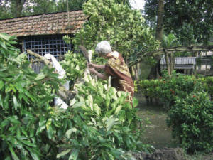 Working hard to clean up after the cyclone (photo Liz Pain)