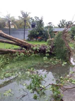 Uprooted tree and flooding adjacent to Epiphany House.  The compound was severely flooded and lost a number of trees. (Diocese of Calcutta)