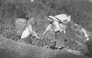 Hill women picking tea